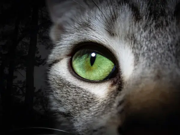暗林背景下的灰白短毛猫眼部特写