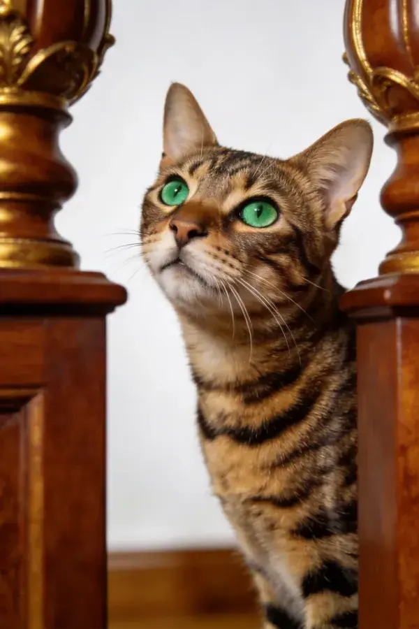 木质栏杆间孟加拉猫特写