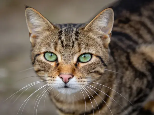 静态捕捉短毛虎斑猫特写
