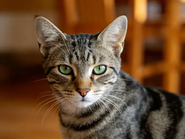 虎斑短毛猫注视镜头室内场景