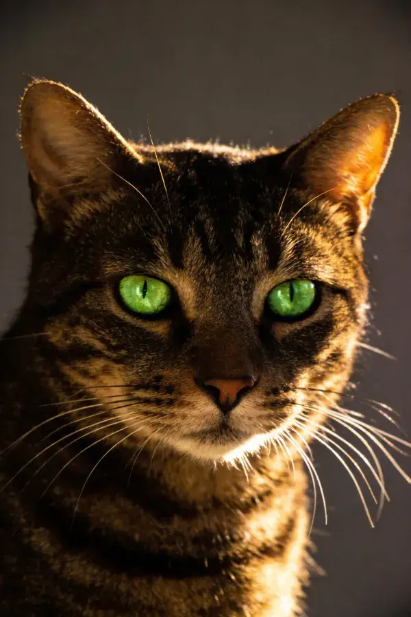 特写拍摄一只虎斑纹短毛猫