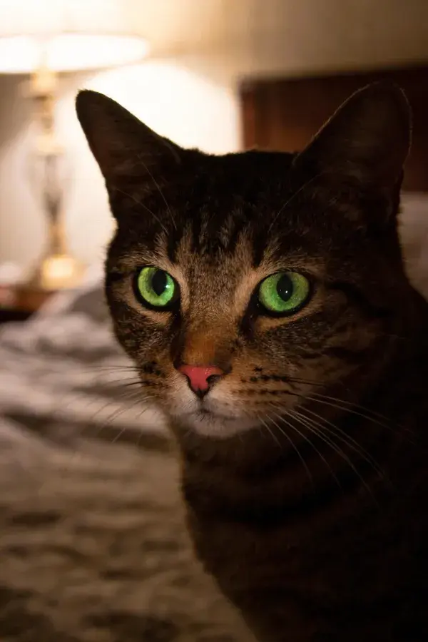 凝视镜头的短毛虎斑猫