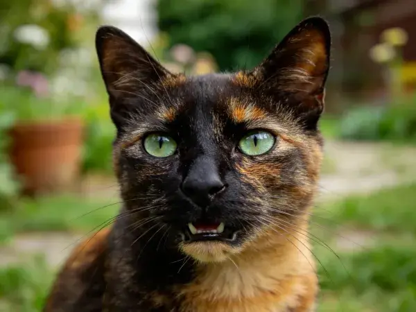 花园环境中玳瑁猫特写画面