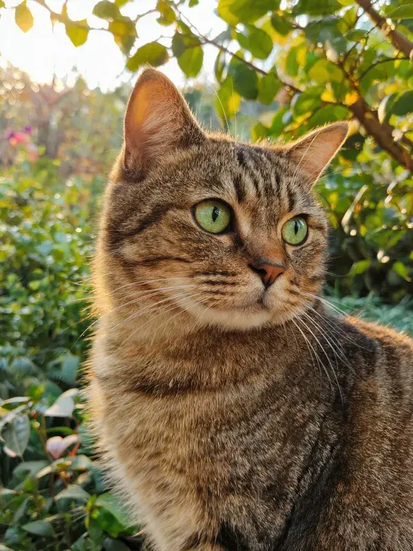 阳光下虎斑猫的观察瞬间