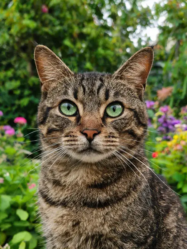 花园中短毛虎斑猫的特写