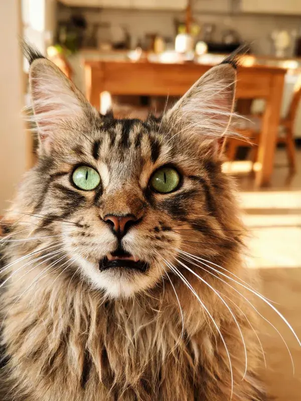 室内暖光下的缅因猫特写