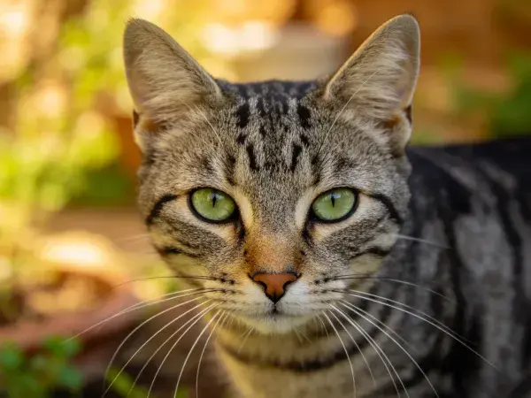 阳光下的短毛虎斑猫特写
