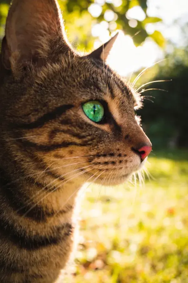 阳光下虎斑短毛猫侧视特写