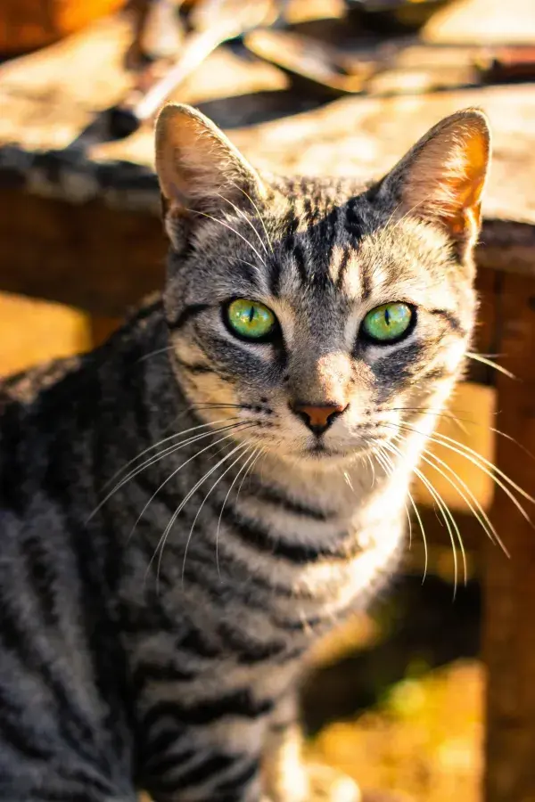 木制平台上短毛虎斑猫