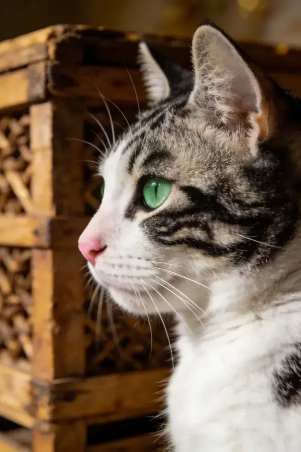 黑灰白相间短毛家猫近景与木质容器
