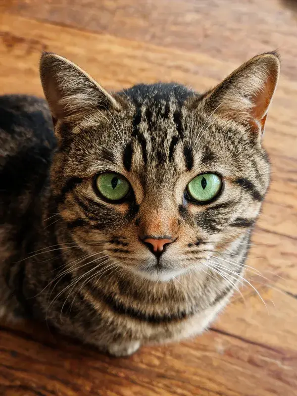 短毛虎斑猫木质地面特写