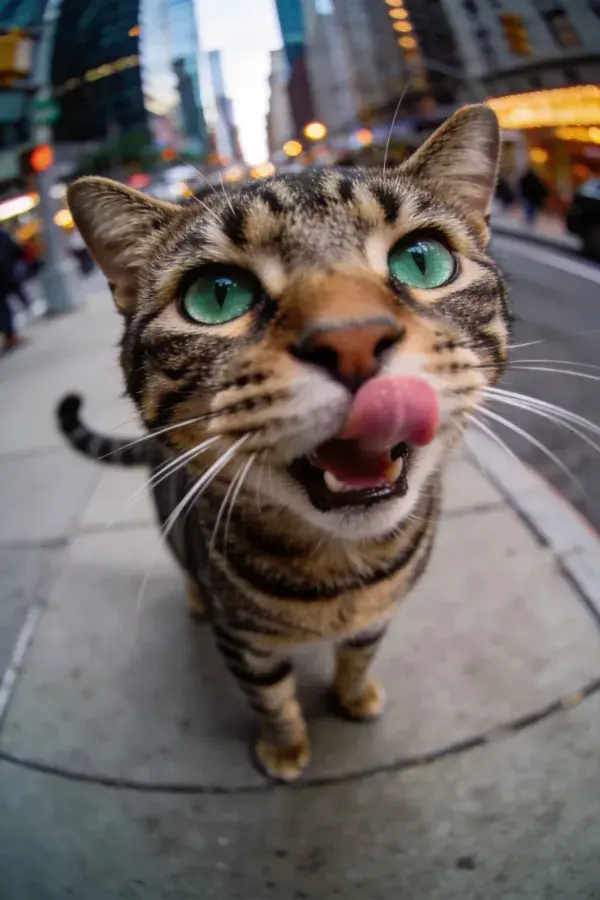 城市街道中舔鼻的虎斑短毛猫特写