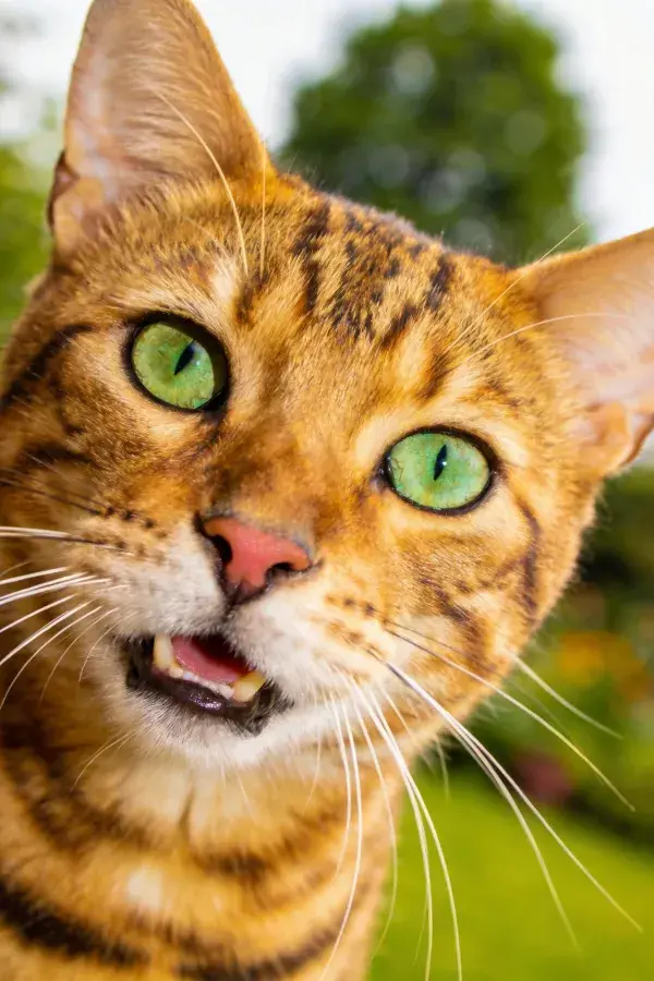 孟加拉猫特写展现斑纹皮毛与翠绿眼眸