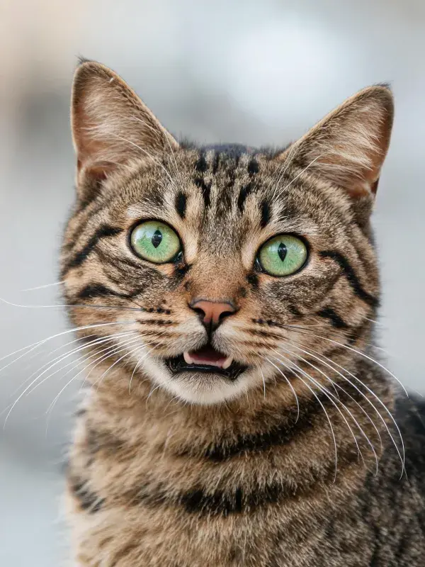 虎斑短毛猫特写展现眼部纹理特征