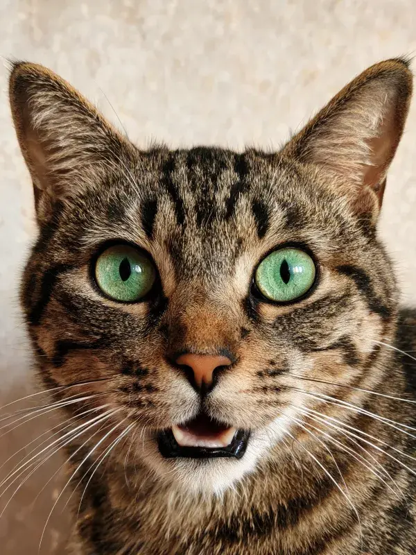 虎斑短毛猫直视镜头的画面