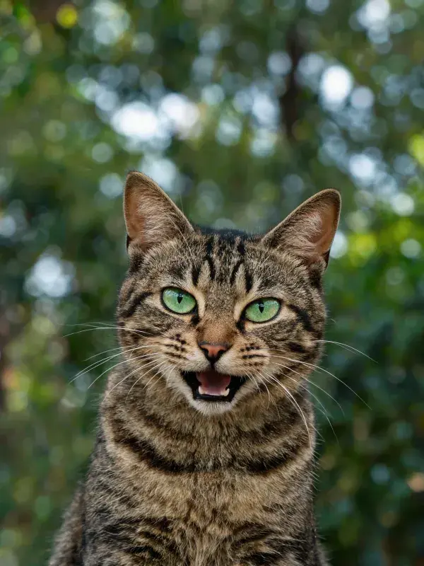 露天环境中短毛虎斑猫的状态捕捉
