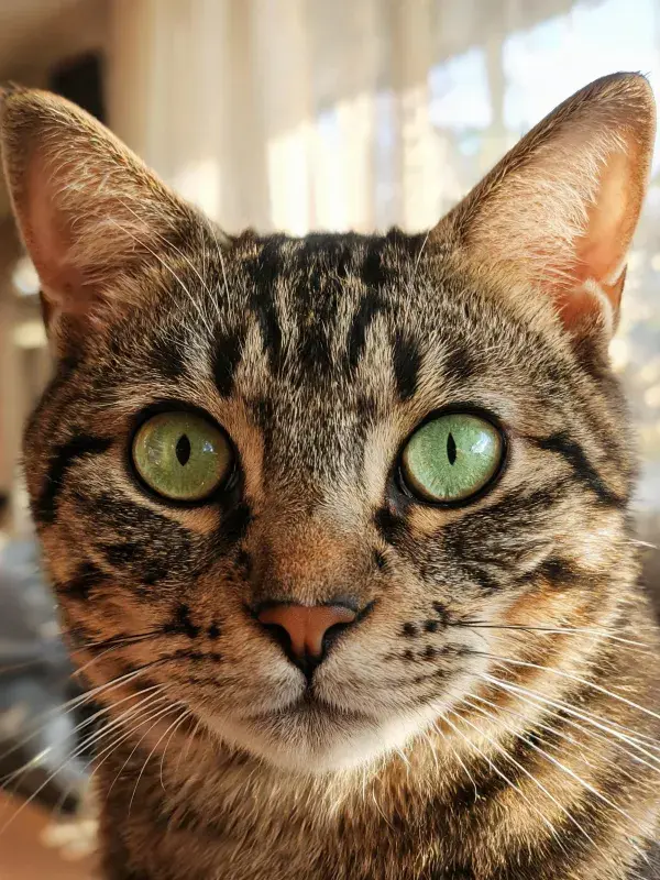 室内近距离拍摄短毛虎斑猫