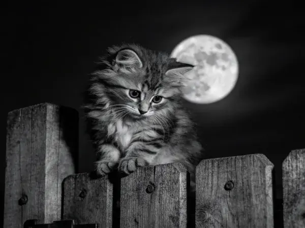 长毛家猫立在木质栅栏旁的月光下场景