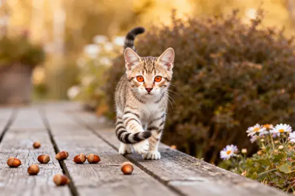 短毛虎斑猫行走于木质平台