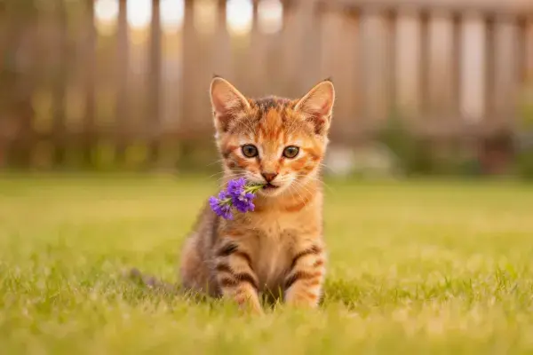 短毛虎斑家猫衔紫花于草地