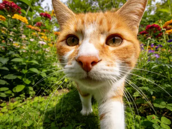 花园中注视镜头的橘白短毛家猫