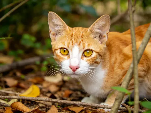 落叶丛中橙白相间短毛家猫