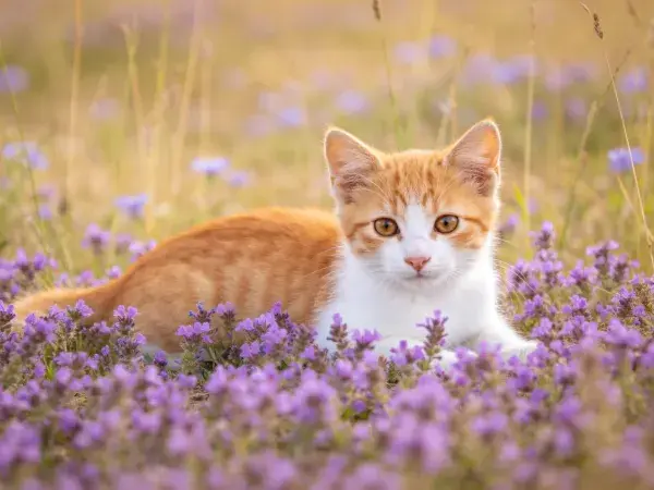阳光下紫色花丛中的橙白短毛家猫