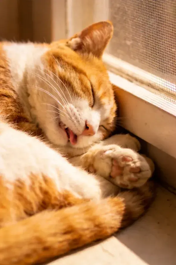 短毛家猫打哈欠于窗边