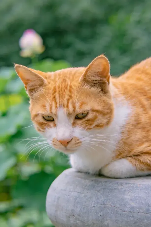 橘白相间短毛家猫静卧石质器物上