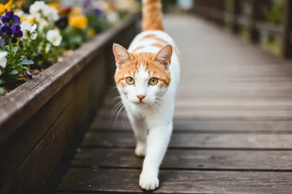 橙白短毛家猫行走于木廊