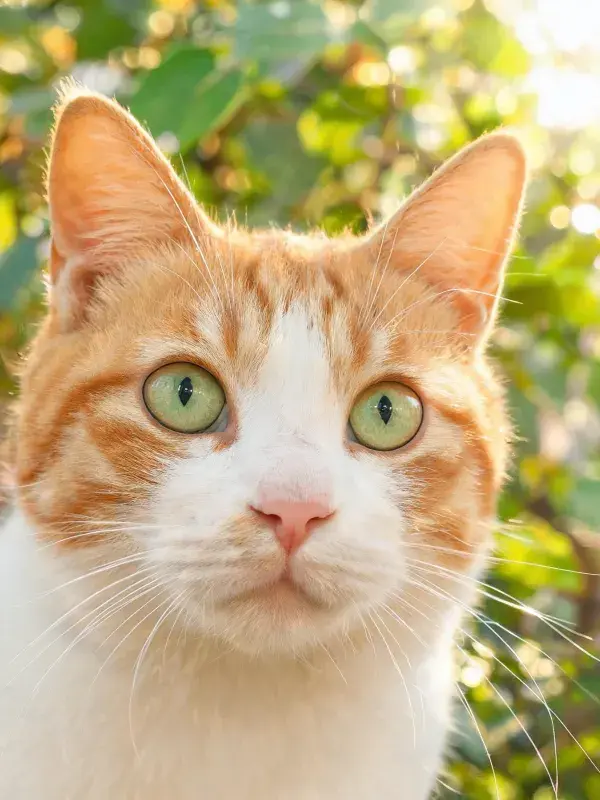 户外绿植前橘白短毛猫