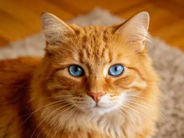 橙金色长毛猫特写镜头