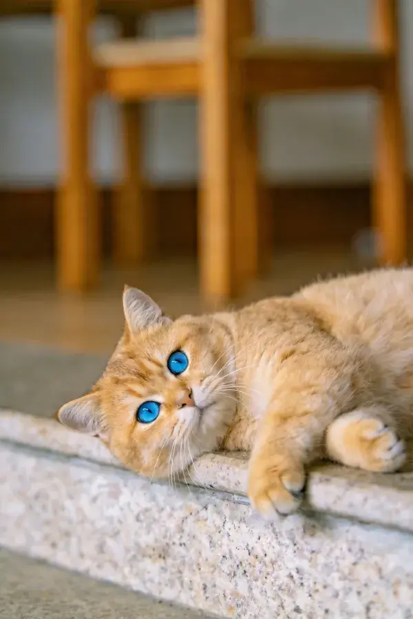 金渐层英国短毛猫静卧石阶特写