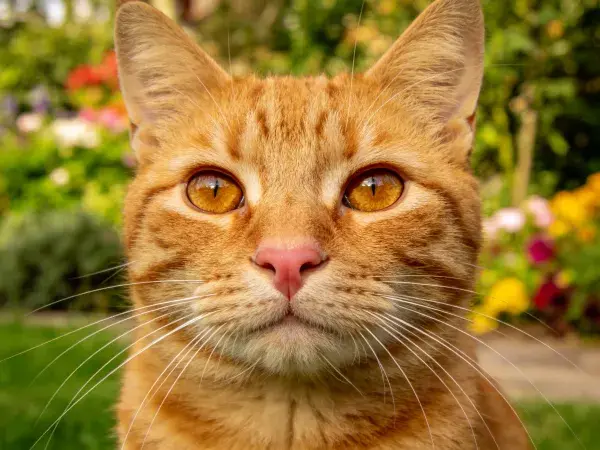 花园中橘色短毛猫特写