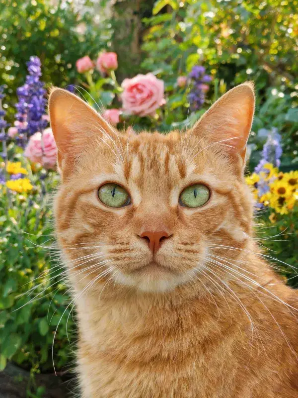 橘色短毛猫在花园中凝视