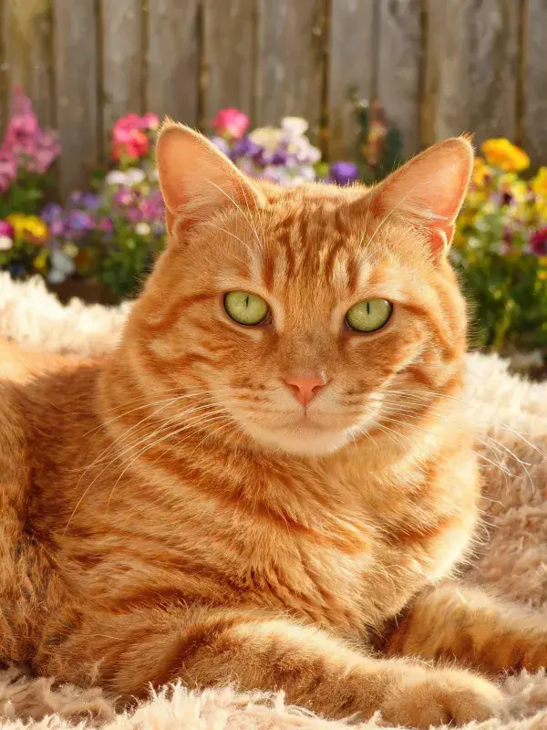 橘色短毛家猫在软垫上的休息状态