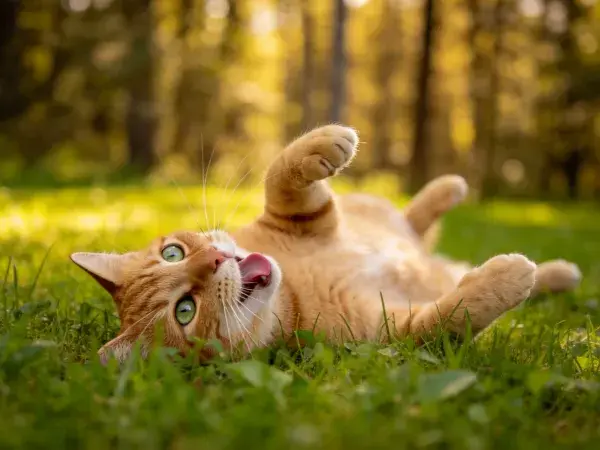 草地上的橘色短毛家猫