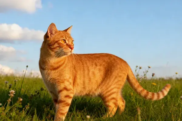 橙色虎斑短毛猫在草地凝视远方