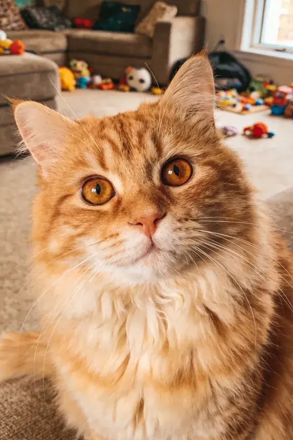 室内地毯上的长毛橙虎斑猫