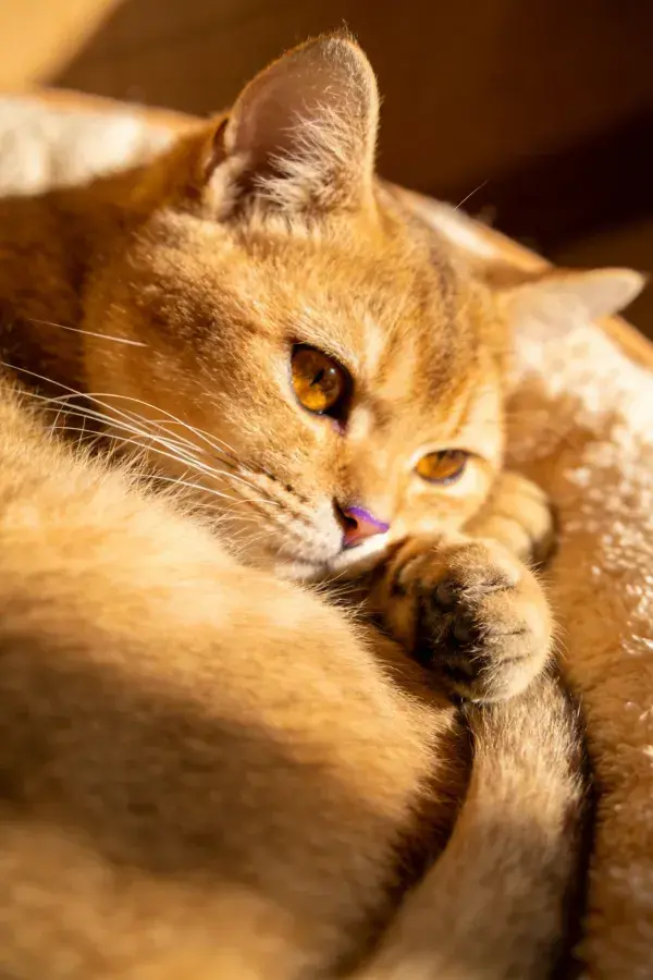 金渐层短毛猫近景特写