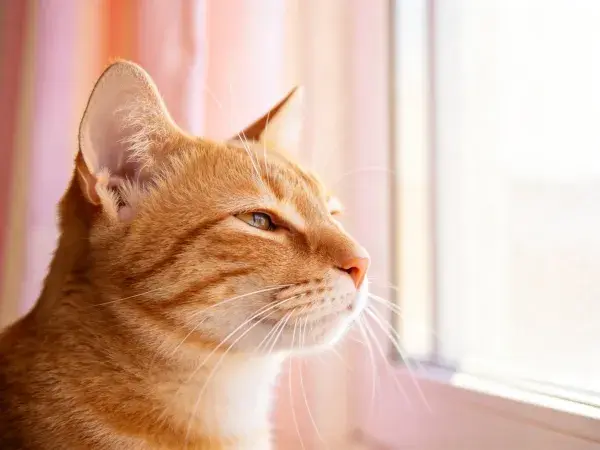 窗边橘色短毛家猫观察户外场景