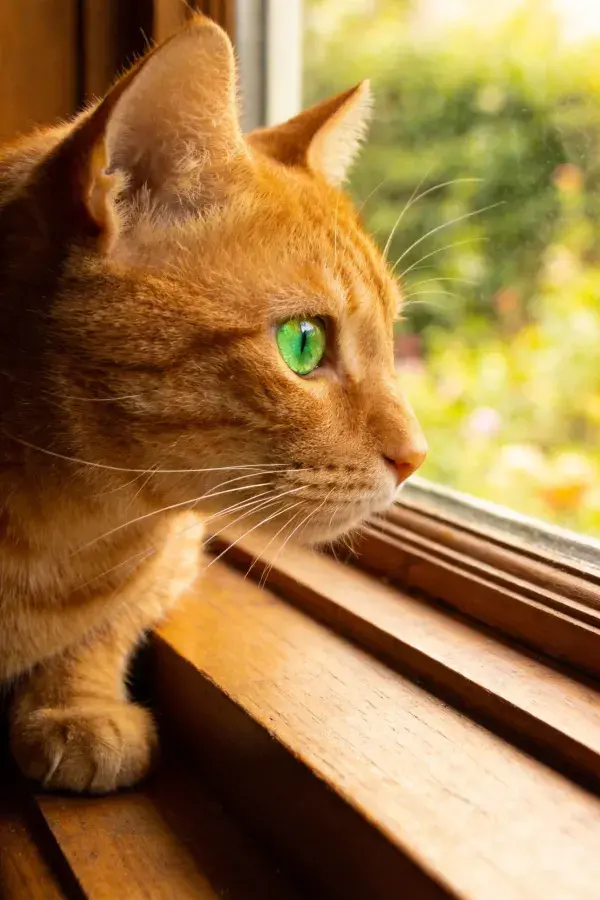 橘色短毛家猫凝视窗外木质窗台特写