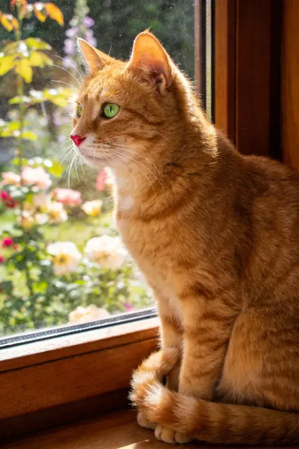 窗边眺望的橘色短毛猫