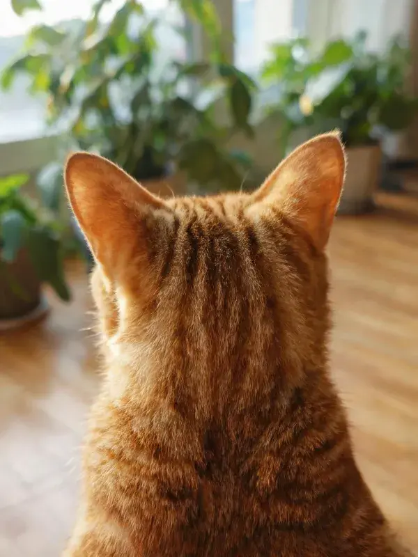 橘色短毛猫背部纹理特写