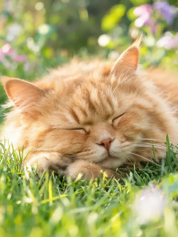草地上的姜黄色长毛猫休憩图景