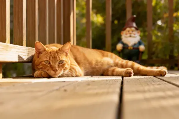 橘色短毛家猫躺卧在木质平台上