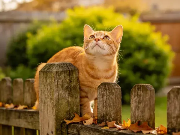 橘色短毛家猫站在木栅栏上仰望