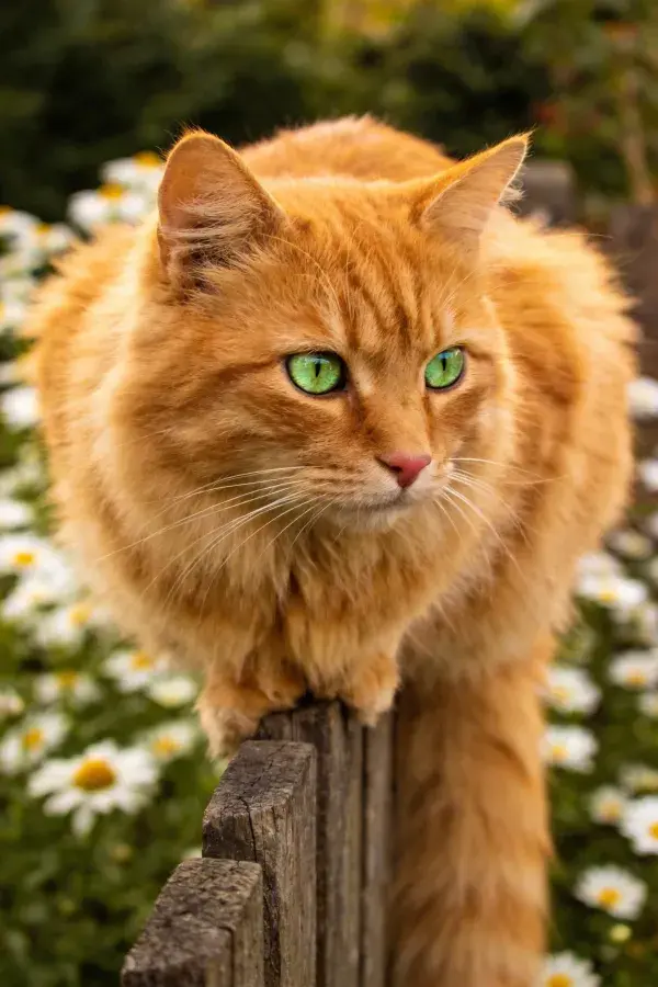 露天花园木栅栏上的橘色长毛猫
