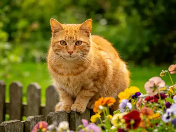 木栅栏上橘猫的观察姿态