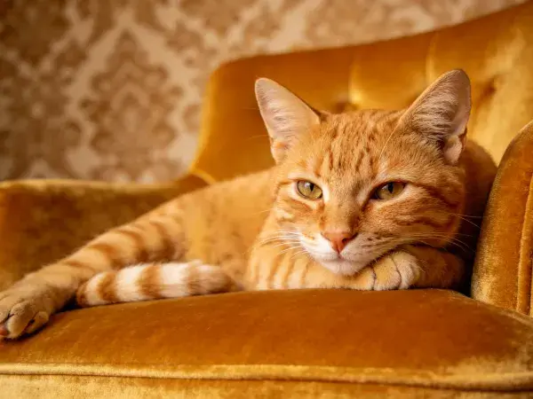 金色绒面扶手椅上的橙橘色短毛家猫特写